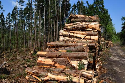 切り出された杉の丸太 山形県の森林 杉の丸太,丸太,杉の木の写真素材