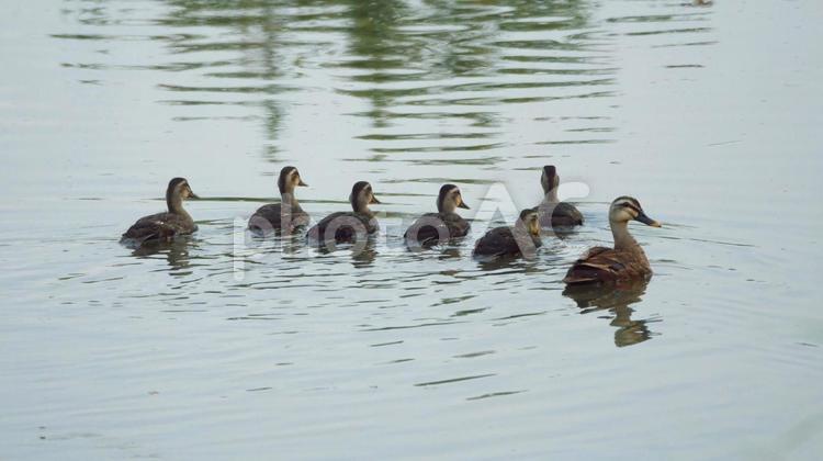 巣立ちを迎えるカルガモの６兄弟 カルガモ,鴨,野鳥の写真素材