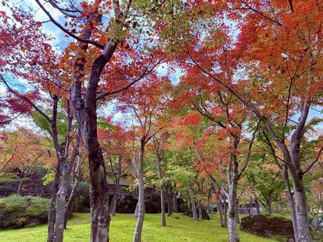 綺麗な紅葉 綺麗な紅葉 紅葉,モミジ,秋の写真素材