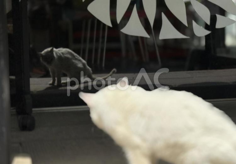 窓ガラスを覗き込む野良猫 窓ガラス,反射,鏡の写真素材