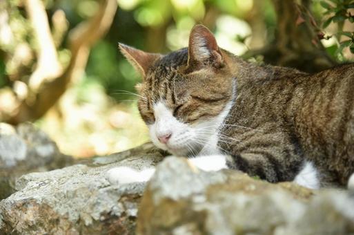 お昼寝中の猫① お昼寝中の猫① 猫,お昼寝中,地域猫の写真素材