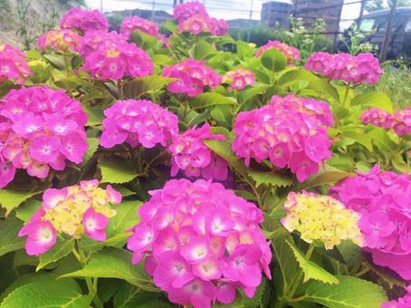 紫陽花 紫陽花の写真