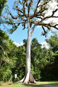 ティカル遺跡のセイバの木 セイバの木,セイバ,生命の木の写真素材