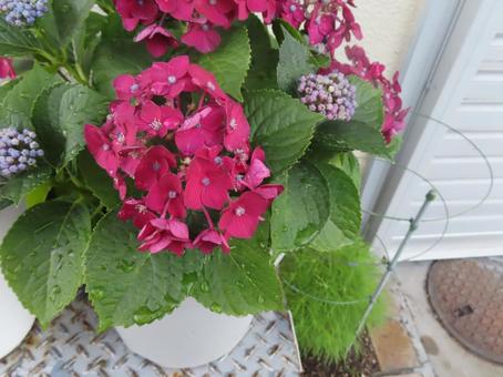 近所の　紫陽花の写真