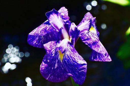 小川に咲いた紫の菖蒲 小川に咲いた紫の菖蒲 菖蒲,紫,小川の写真素材