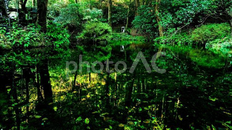 熊本県阿蘇の池上水源 池上水源,池,熊本の写真素材