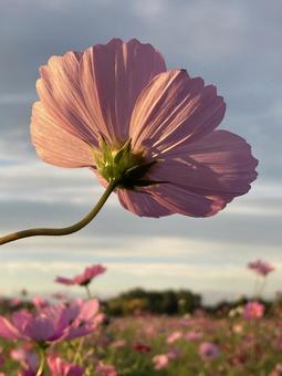秋の夕暮れ時に咲きほこるコスモスの花 コスモス,秋桜,花の写真素材