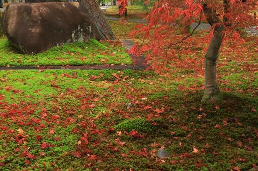京都の紅葉_27 京都の紅葉_27の写真