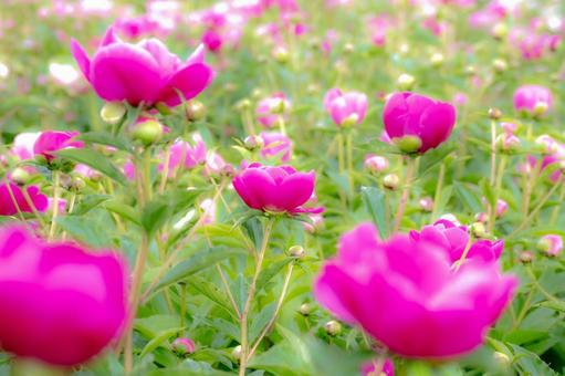 シャクヤク⒀ シャクヤク⒀ 春,花,シャクヤクの写真素材