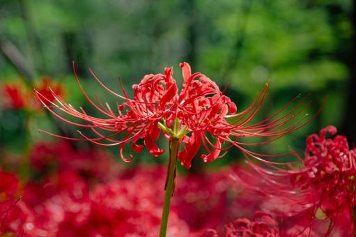 巾着田の曼珠沙華 巾着田の曼珠沙華の写真