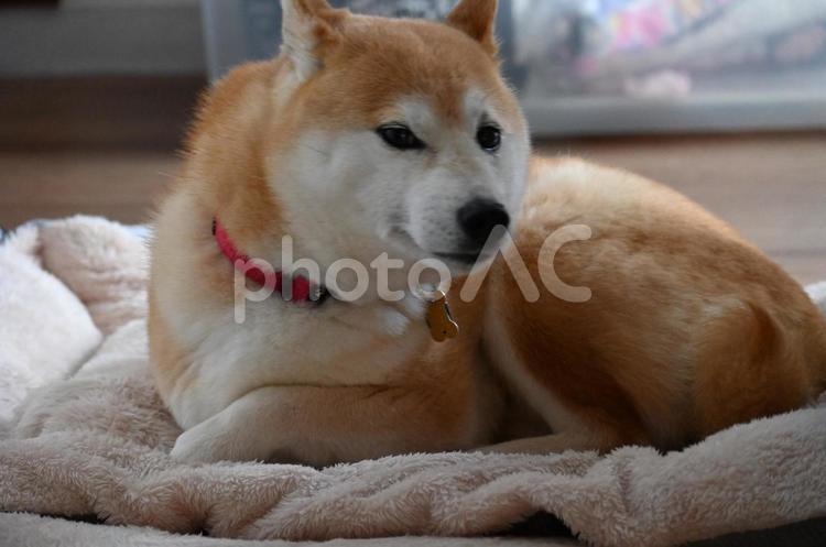 ふわふわ毛布と柴犬 柴犬,犬,ペットの写真素材