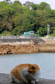 Photo, cat, breakwater, sea, 