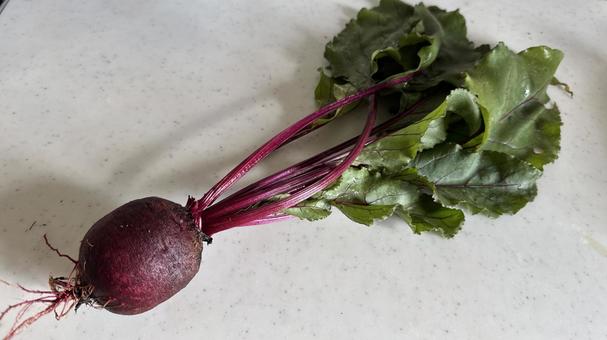 収穫したサラダビーツ サラダビーツ,ビーツ,火焔菜の写真素材
