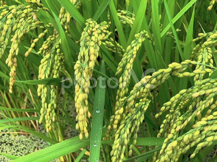 頭を垂れる稲穂 稲穂,稲,田んぼの写真素材