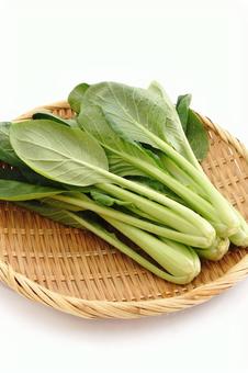 小松菜 小松菜,コマツナ,野菜の写真素材