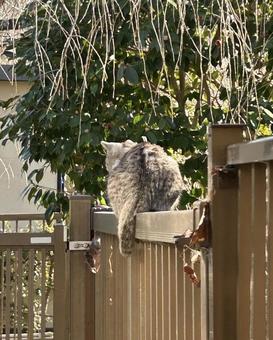 地域猫 地域猫の写真