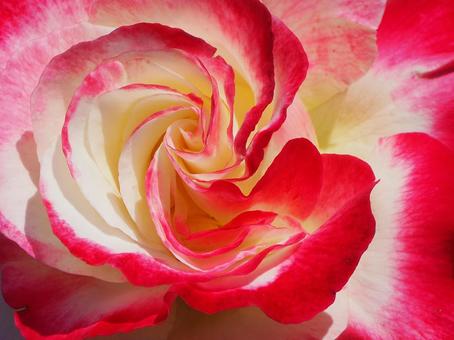 薔薇 ダブル・ディライト 薔薇 ダブル・ディライトの写真