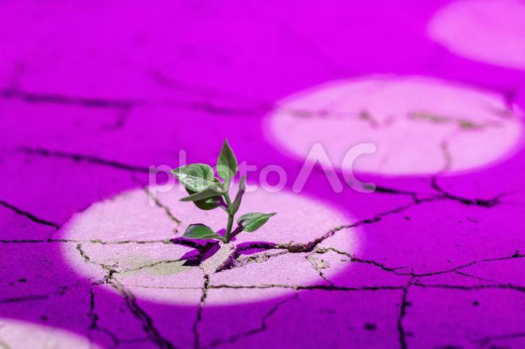 紫の照明の中のひび割れた土の地面から生える植物 温暖化,水不足,乾燥の写真素材