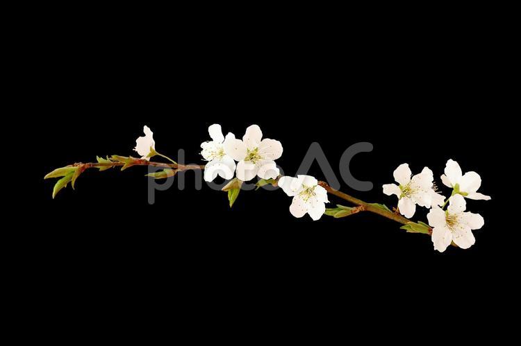 桜の枝（切り抜き） 桜,枝,花の写真素材