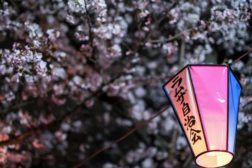 武蔵浦和の遊歩道の夜桜 武蔵浦和の遊歩道の夜桜 武蔵浦和,桜,花見の写真素材