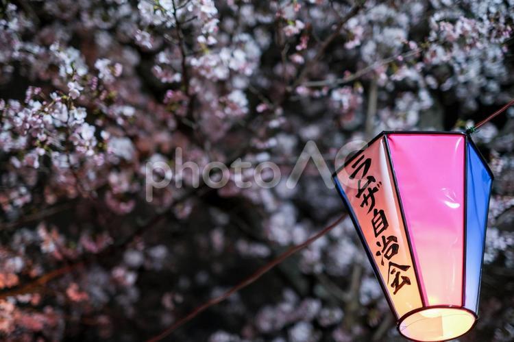 武蔵浦和の遊歩道の夜桜 武蔵浦和,桜,花見の写真素材