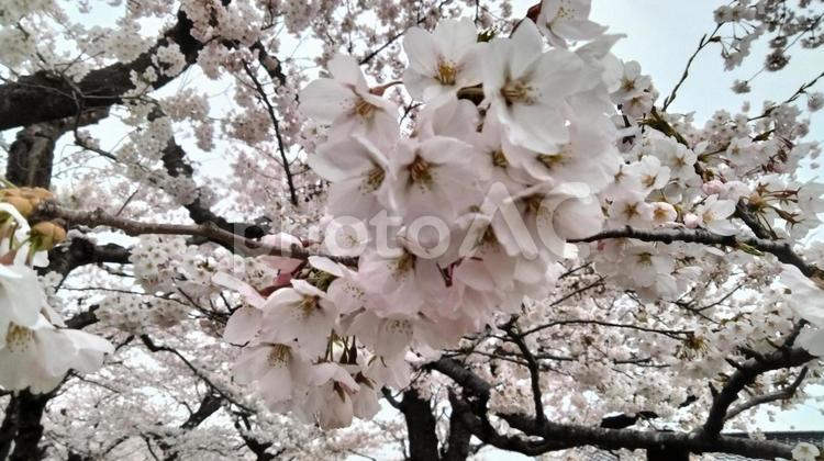 北海道の公園に咲く桜の花のアップ 木,旅,桜並木の写真素材