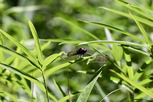 花を休めるトンボ 花を休めるトンボ トンボ,山,昆虫の写真素材