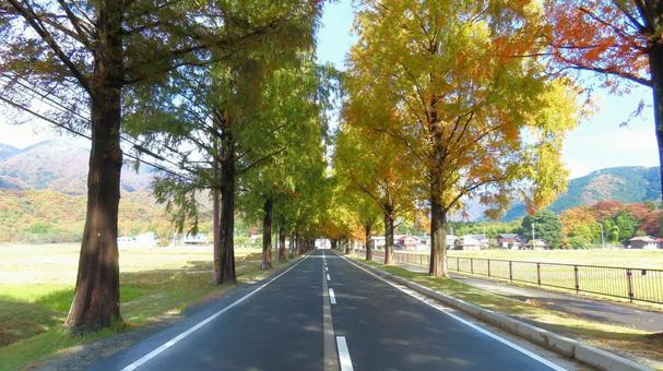 鮮やかな秋のメタセコイヤ並木道 メタセコイヤ並木,並木道,紅葉の写真素材