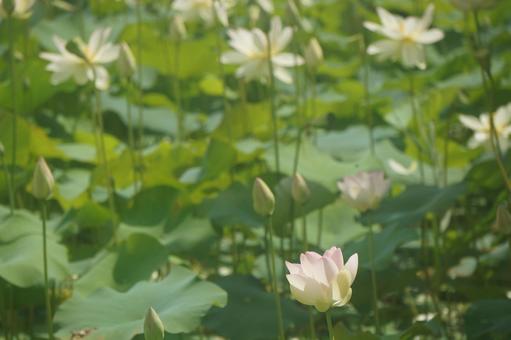 蓮 蓮 蓮,夏,自然の写真素材