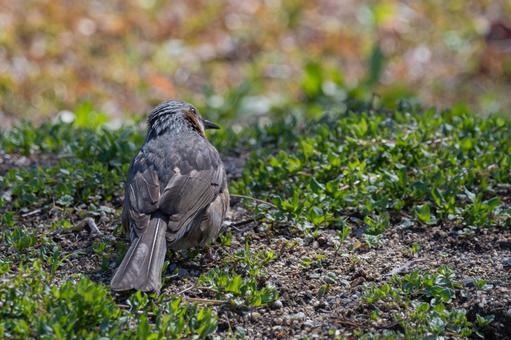 Photo, brown ears, bird, wild bird, 