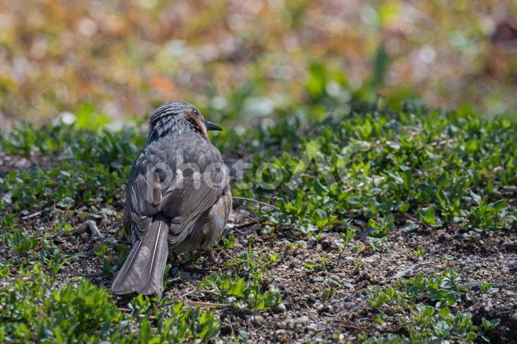 地面に佇むヒヨドリの後ろ姿 ヒヨドリ,鳥,野鳥の写真素材