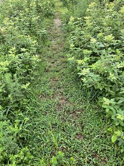 獣道 獣道の写真