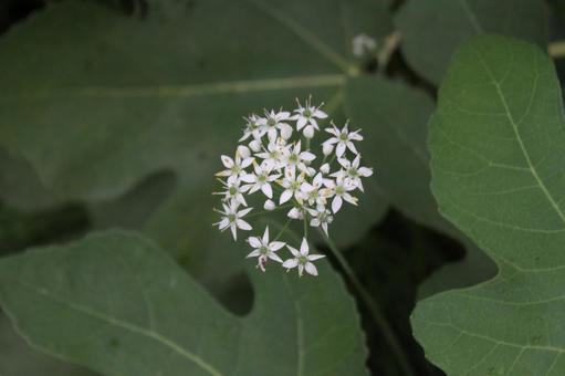 ニラの花 ニラの花の写真