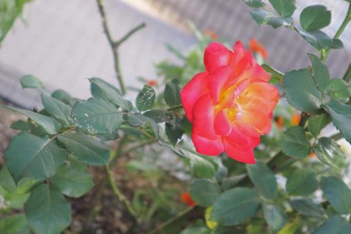 花 花の写真