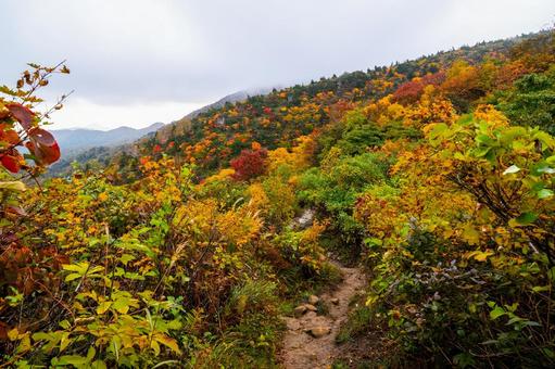秋の栗駒山 紅葉の登山道 秋の栗駒山 紅葉の登山道 秋,紅葉,黄葉の写真素材