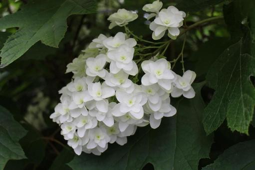 [Flower photo] Hydrangea_0609-33, JPG