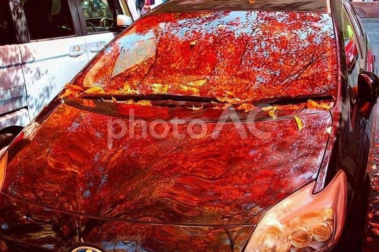 【紅葉写真】車にも紅葉が... 自然,風景,景色の写真素材