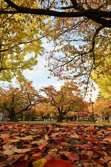 五福公園の紅葉 紅葉,風景,植物の写真素材