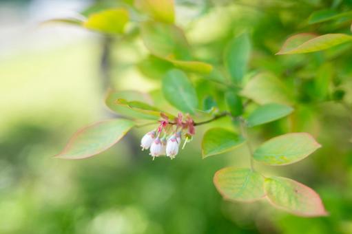 ブルーベリーの花 ブルーベリーの花の写真