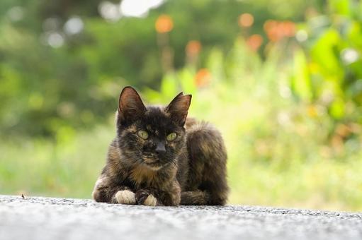野良猫のポートレート 野良猫のポートレートの写真