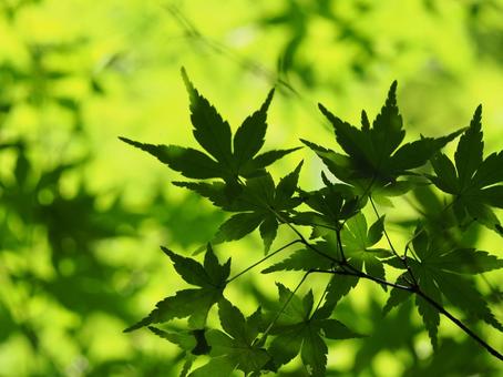 新緑 新緑の写真