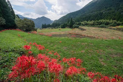 熊本県　番所の棚田の彼岸花 熊本県,熊本,彼岸花の写真素材
