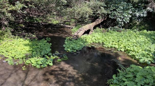 ワサビ 季節,自然,春の写真素材