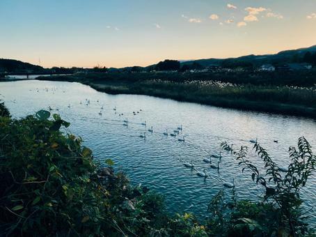 白鳥の飛来地 白鳥の飛来地の写真