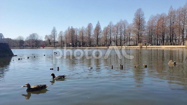舎人公園の鴨 舎人公園の鴨 鴨,池,冬の写真素材