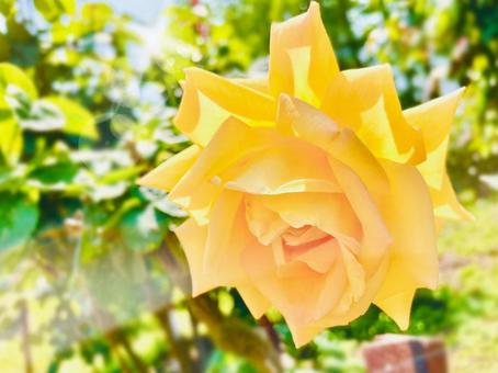 黄色い薔薇 黄色い薔薇の写真