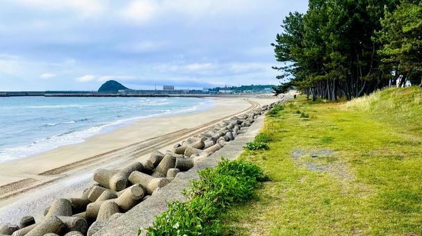 さつき松原の松林遊歩道 さつき松原の松林遊歩道 さつき松原,宗像市,遊歩道の写真素材
