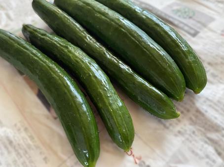 夏 有機野菜 きゅうり 夏 有機野菜 きゅうり きゅうり,夏,野菜の写真素材