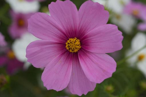 コスモス（安城市赤松町）の写真