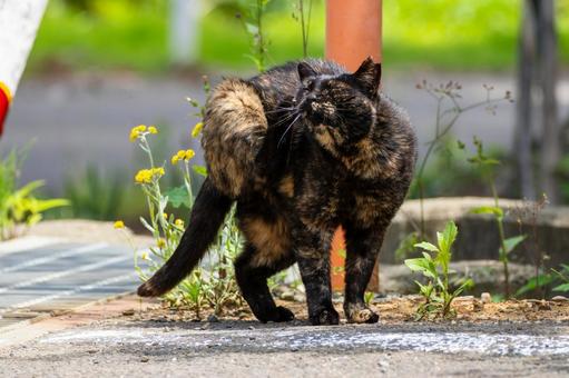 猫(80) 猫(80) 猫,食肉目,ネコ科の写真素材